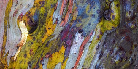 Snow Gum (Eucalyptus pauciflora) bark, Snowy Mountains, Kosciuszko National Park, New South Wales, Australia